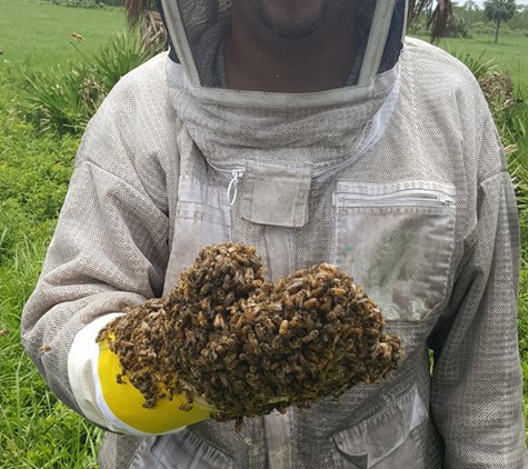 Bee Serious Bee REmoval - Orlando, FL