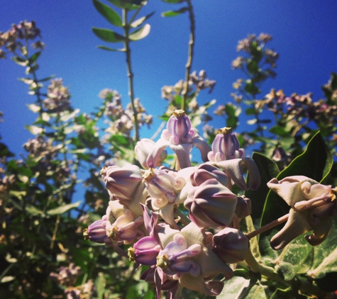 South Maui Gardens - Kihei, HI