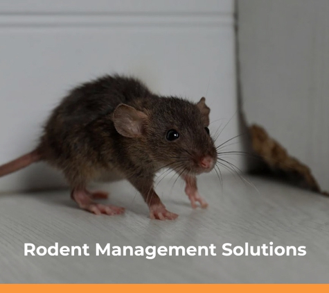 South Gippsland Pest Control. Rodent Management Solutions