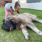 Sam's Giant Dogs