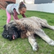 Sam's Giant Dogs