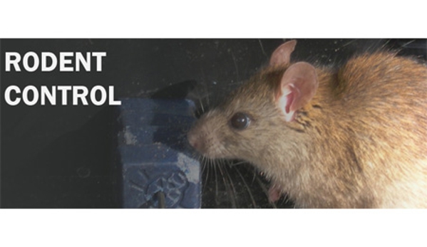 Affordable Pest Control - Nowra, NSW