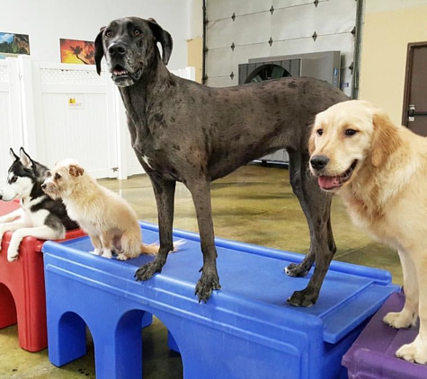 Flying High Pet Resort - Camarillo, CA