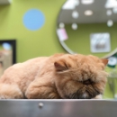 Kelly's Pet Boutique - Pet Grooming