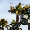 Mario Tree Service gallery