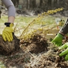 Cypress Tree Service gallery