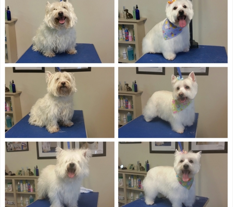 Flawless Paws Pet Grooming - Middletown, NY
