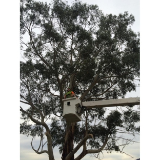 Stump Pro - Hobart, TAS