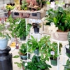 Unionville Florist gallery