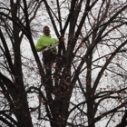 Kottman's Tree Service