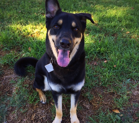 Gina's Dog Walking - Simi Valley, CA