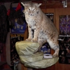 GLORIOSO WILDLIFE MOUNTS TAXIDERMY gallery