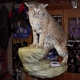 GLORIOSO WILDLIFE MOUNTS TAXIDERMY