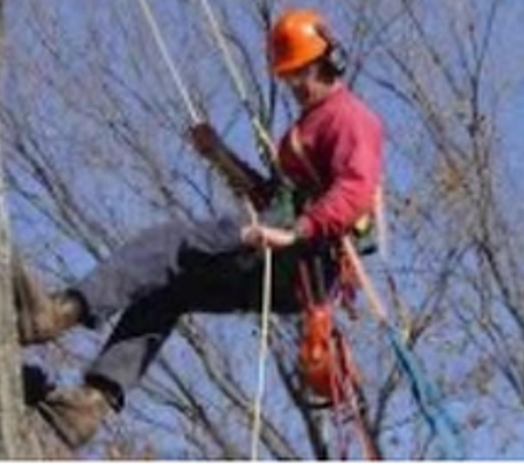 WJ Tree Service Inc - East Lyme, CT