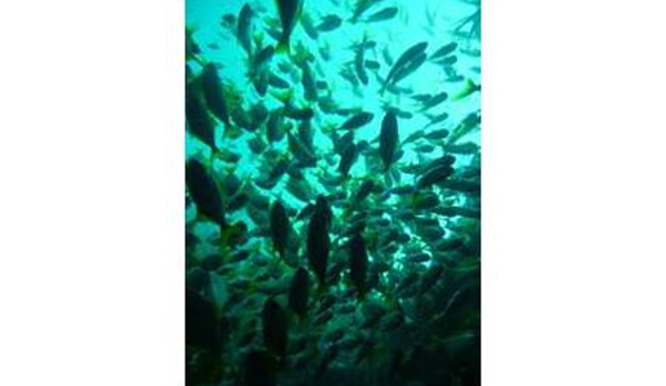 Rhino Dive Pty Ltd - Mount Low, QLD