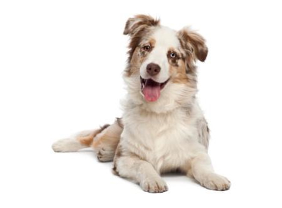 Pets Eternal Pet Memorial Services - Greenbank, QLD