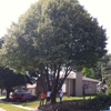 Nebraska Tree Service gallery