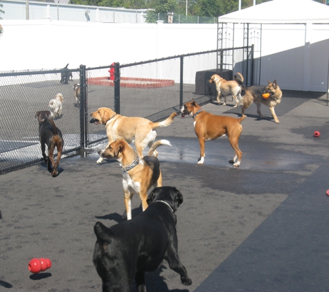 GoodFellas Doggy Daycare - Saugus, MA