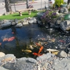 Aquarium & Pond Care gallery