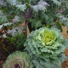 Louisiana Nursery