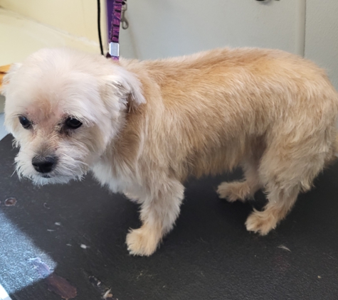 Clipper Wagon Mobile Pet Grooming - waco, TX. Winnie