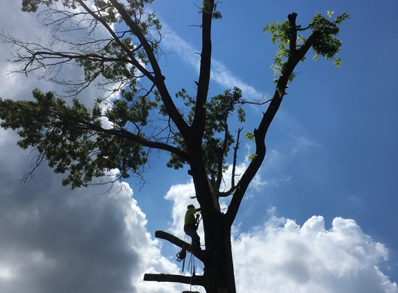 callahan and son tree service - drexel hill, PA