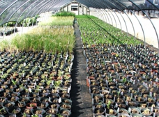 Landscape Trees, Shaner Nursery, Rockford Mi