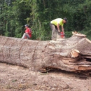 Americut Landscaping & Tree Experts - Firewood