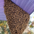 Oc Bee Guys - Bee Control & Removal Service