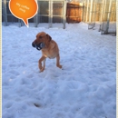The Cat's Meow and Hound's Hideaway - Pet Sitting & Exercising Services