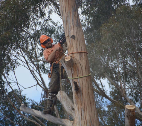 Dynamic Tree Works