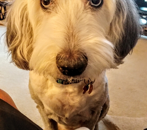 Rosewood Drive Animal Clinic - Columbia, SC. Poppy is at Rainbow Bridge