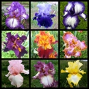 Comanche Acres Iris Gardens - Garden Centers