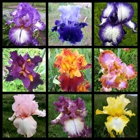 Comanche Acres Iris Gardens