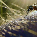 Eddie Pest Control Solutions - Pest Control Equipment & Supplies