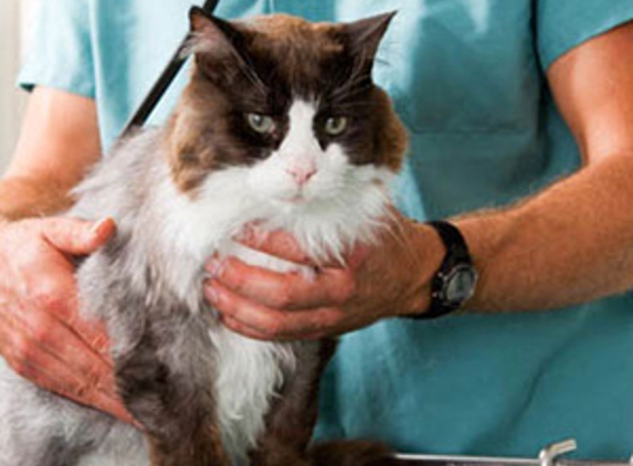 Currumbin Fair Veterinary Surgery - Currumbin Waters, QLD