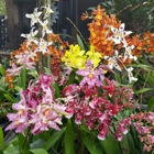 Green Valley Orchids, Inc