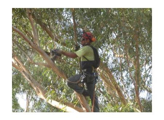 CPD Tree Services - Helena Valley, WA