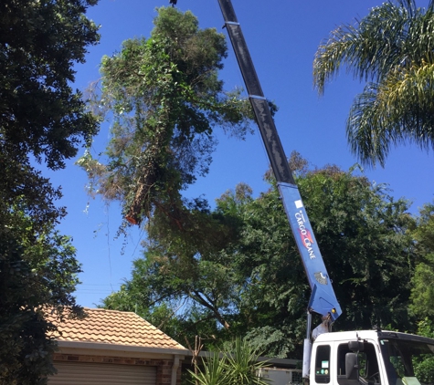 Brady Tree Service Pty Ltd - Kurrajong Heights, NSW