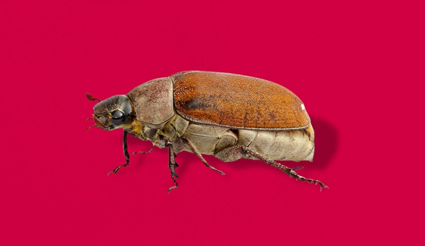 Murray Pest Control Yorke Peninsula - Wallaroo, SA