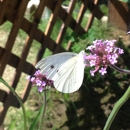 Butterfly Gardens of Wisconsin - Places Of Interest