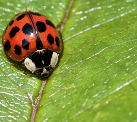 Heights Pest Control & Termite - Beachwood, OH