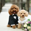 Cheryl's Pride & Groom gallery