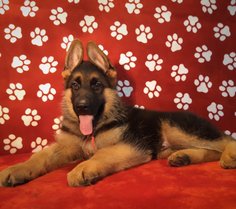 Vom Buflod German Shepherds - Waynesville, OH. VOM BUFLOD GERMAN SHEPHERD PUPPY