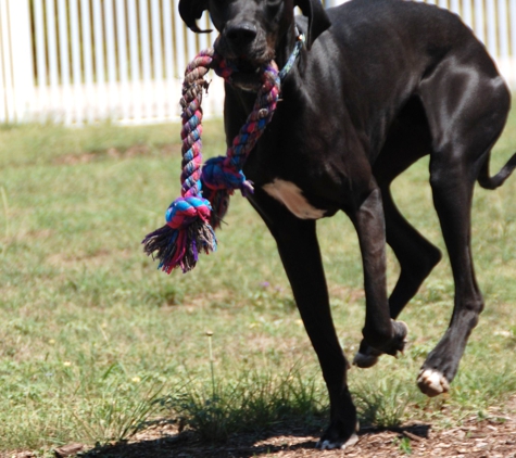 Southern Star Ranch Boarding Kennel & K9 Training Center - Florence, TX