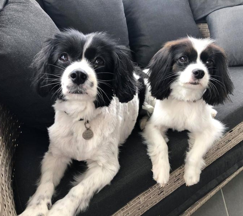 The Pampered Pooch Mobile Dog Grooming Forster / Tuncurry NSW - Tallwoods Village, NSW. Happy girls!