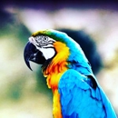 Parrots for Patriots - Animal Shelters