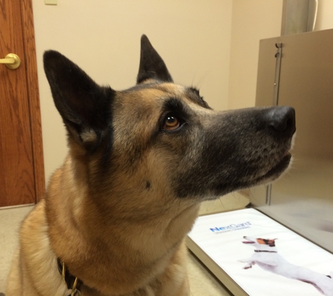 Dyer Animal Clinic - Dyer, IN. Watching for treats.