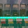 Star Buds gallery