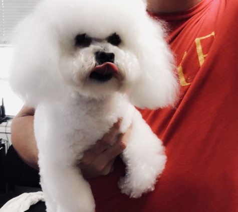 Stacy's Dog Grooming - Kingwood, TX. Bichon Frise